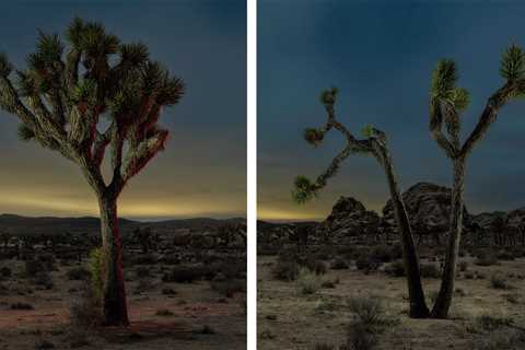 Light painting 101: How to create soft but detailed Joshua trees