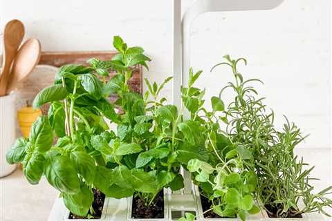 Choosing an Indoor Herb Garden With Light