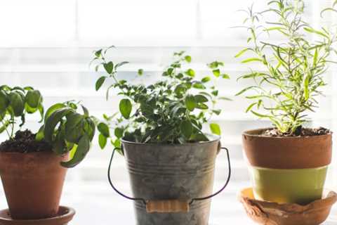 Herbs For Garden Beds