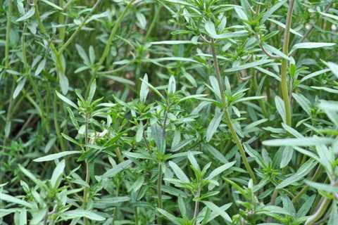 Growing Summer Savory and Winter Savory