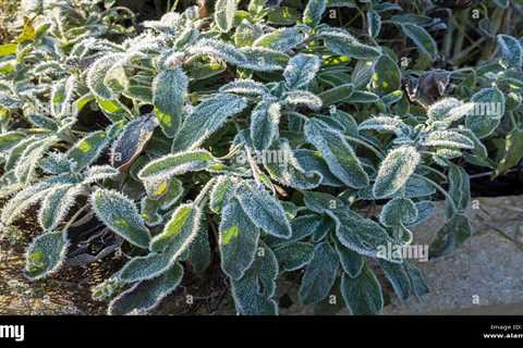 What to Do With Herbs in Winter