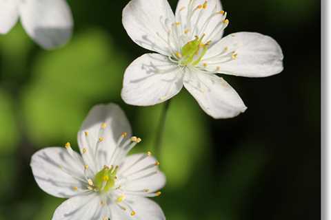 Rue Companion Planting - How to Grow Rue in the Garden