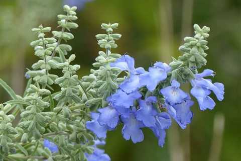 Sage Gardening - How to Propagate and Grow Sage in Pots