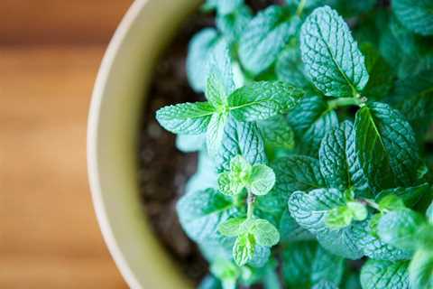 Herbs That Love Shade