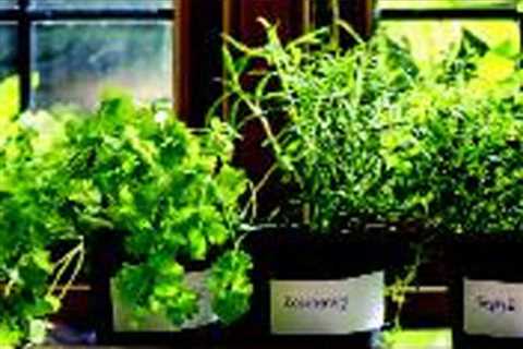 How to Grow Herbs at Home