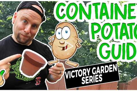 How to Grow Potatoes In A Bucket the Easy way | Victory Garden Series