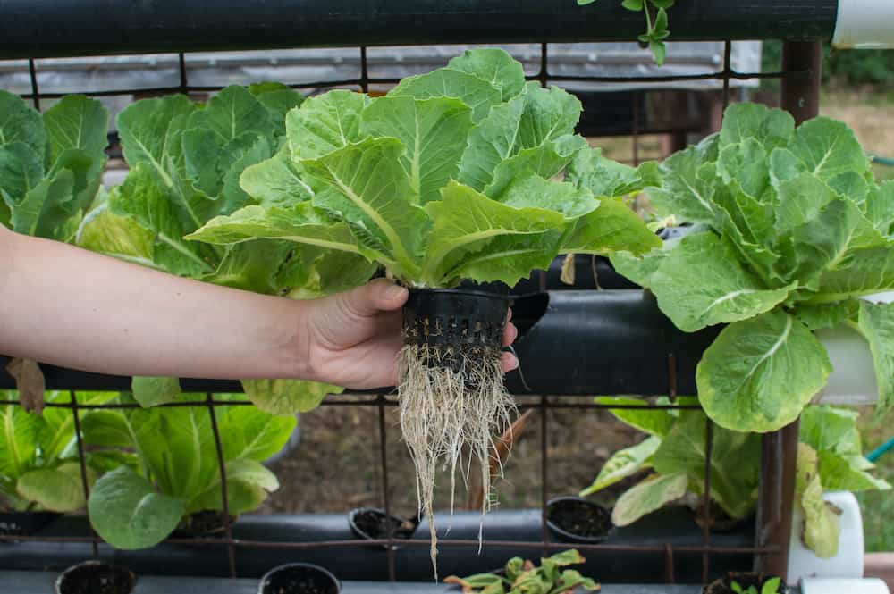Why Hydroponics is Better Than Soil