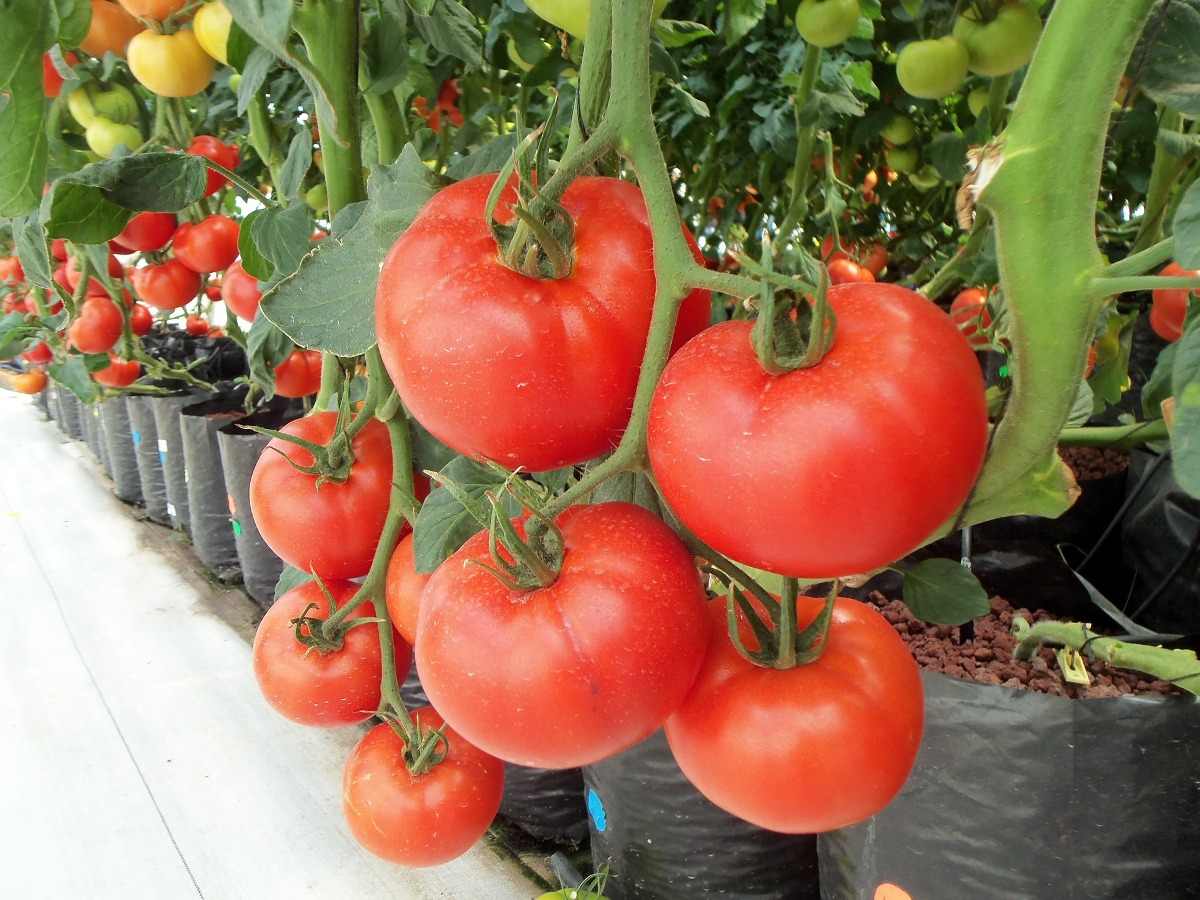 Which Hydroponic System is Best For Tomatoes?