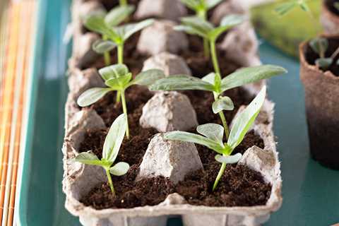 How to Start Garden Plants Inside