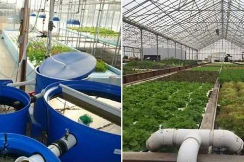 How Profitable Can Aquaponics Be?