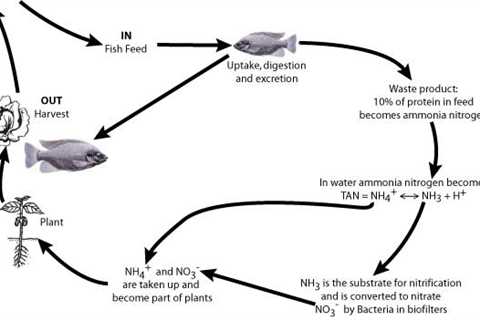 How to Cycle Aquaponics Without Fish