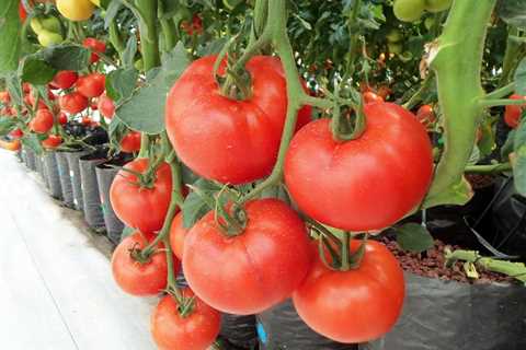 Which Hydroponic System is Best For Tomatoes?