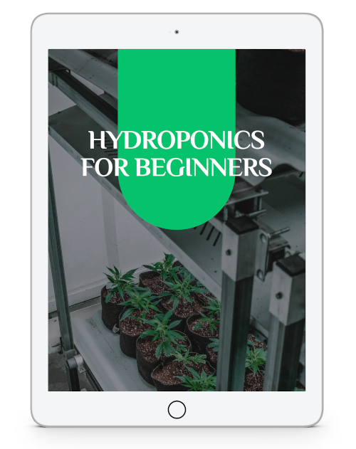 Can Hydroponics Be Certified Organic?