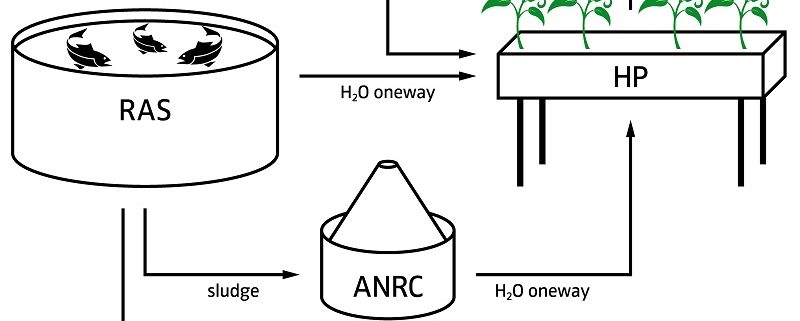 Why is an Aquaponic System Better Than a Hydroponic One?