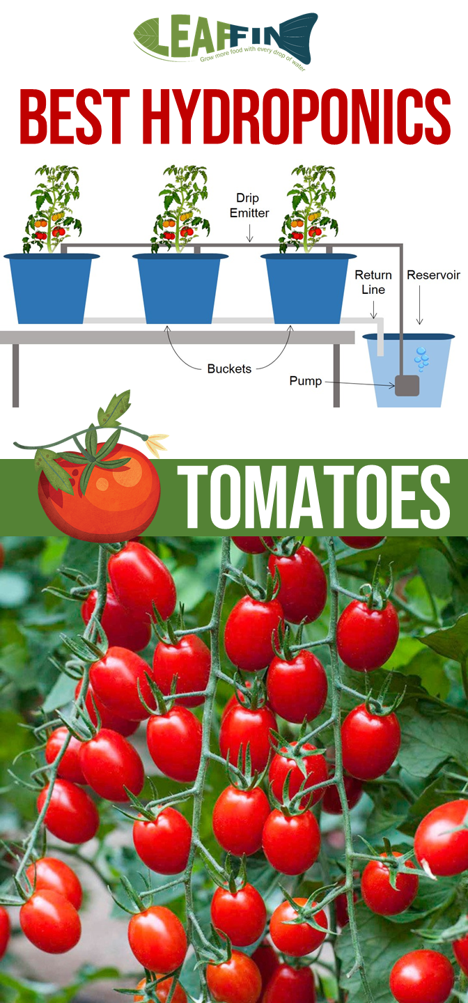 Hydroponic Garden For Tomatoes