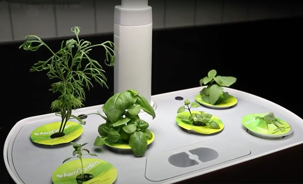 Are Indoor Hydroponic Gardens Worth It?