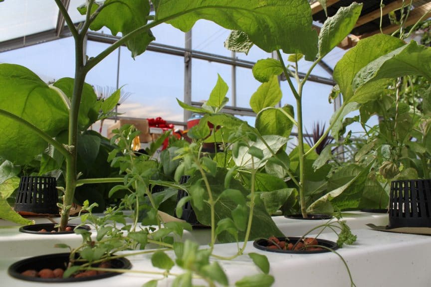 3 Reasons Why Hydroponic Gardens Are Worth It