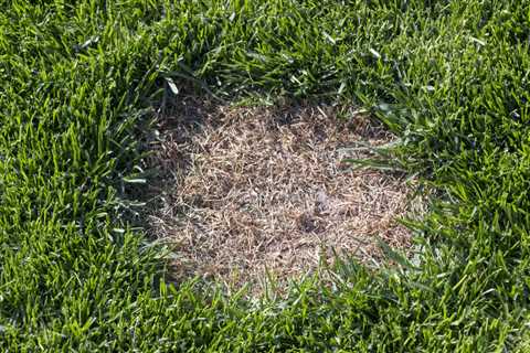 How to Resuscitate Grass Damaged by Dog Urine