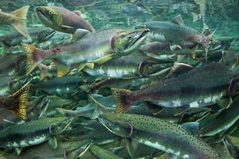 Aquaponics - How Many Fish Should You Stock?