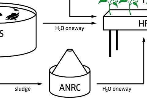 Why is an Aquaponic System Better Than a Hydroponic One?