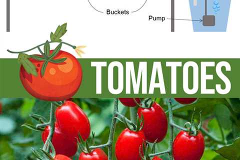 Hydroponic Garden For Tomatoes