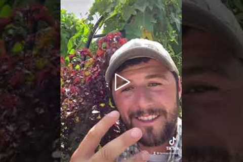 5 gardening Tips from a Farmer