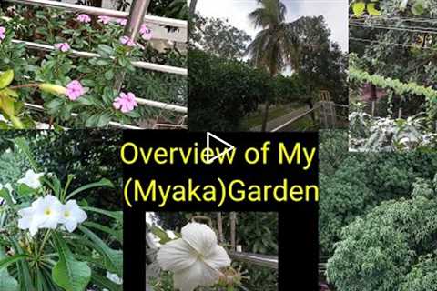 Overview of my (Myka)Garden🏡@Gardening with Geet Kumar
