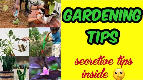Gardening Tips for Beginners | Top tricks to grow healthy plants | Revealing Secret gardening skills