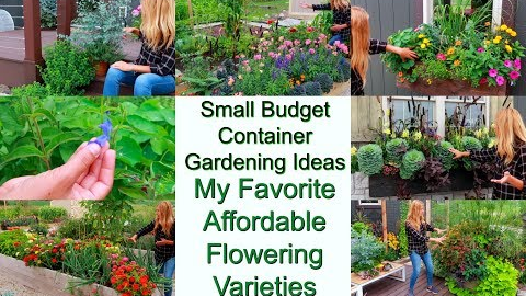 Small Budget Container Gardening Ideas | Affordable Flower Varieties Perform Amazing | My Favorites