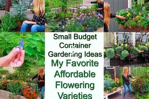 Small Budget Container Gardening Ideas | Affordable Flower Varieties Perform Amazing | My Favorites