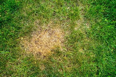 Avoiding Long Term Damage to Your Grass by Dog Urine