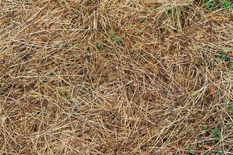 What’s the Origin of Brown Spots in Grass?