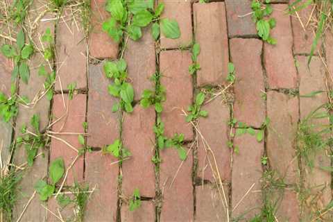 How to control weeds in garden naturally?