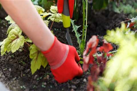 Garden maintenance weeding?