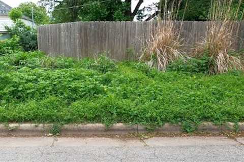 Homeowner Was SHOCKED At The Transformation -  UGLY LAWN Makeover Start To Finish YARD CLEANUP