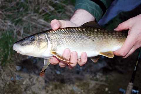 Rough Fish of the River