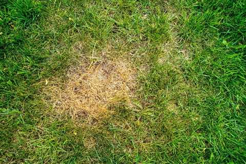 Brown Spots in Grass: Causes and Practical Solutions