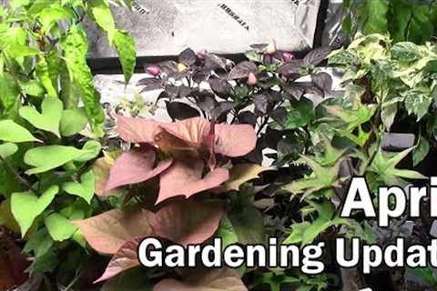 April Gardening Update For Indoors and Outdoors