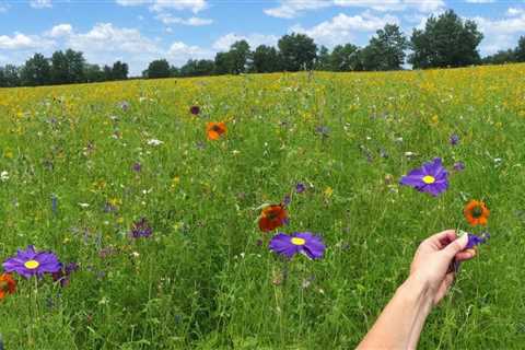 Unleash the Potential of Heirloom Seeds from Baker Creek