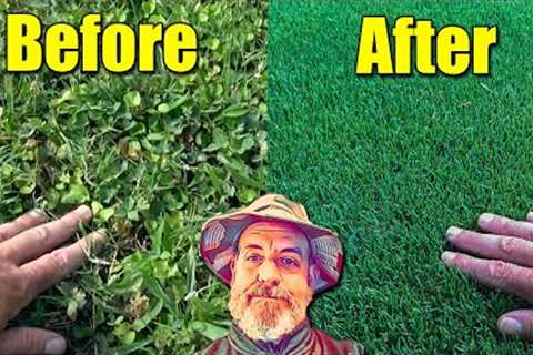 Fixed Ugly Lawn and Spring Growth Lawn Fertilizer