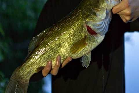 The Ultimate Guide to Bass Fishing in Northern Virginia