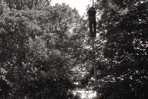 Pocket Nook Tree Surgeons Commercial And Residential Tree Removal Services