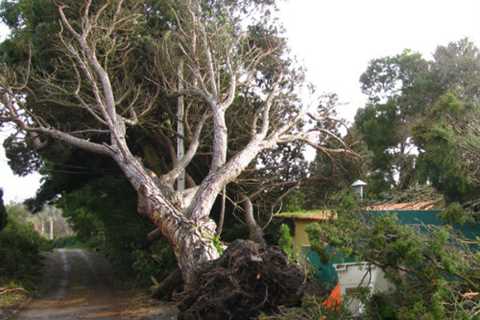 Piercy Tree Surgeons Tree Felling Removal & Dismantling across Piercy