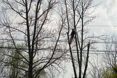 Parr Stocks Tree Surgeon Commercial And Residential Tree Pruning And Removal Services