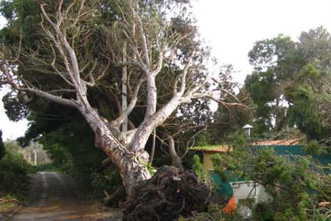 Tree Surgeon in Oughtrington Residential & Commercial Tree Pruning & Removal Services