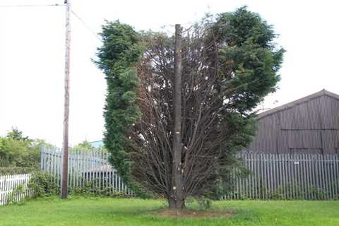 Tree Surgeons in Newtown 24-Hour Emergency Tree Services Dismantling Removal And Felling