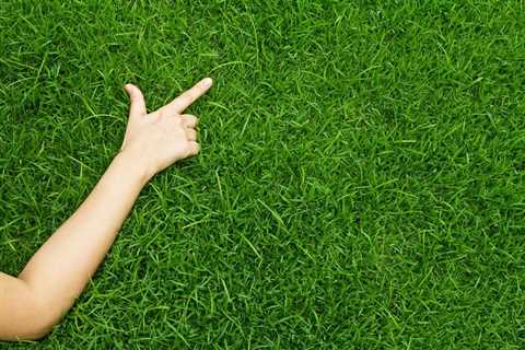 The Truth About Chemical Lawn Care: Why Organic Treatment is the Better Choice