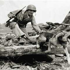The US Army Envisioned Using Dogs in the Pacific to Sniff Out Enemy Japanese Soldiers. Things Did..
