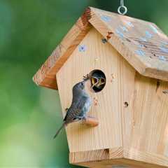 8 Best Wood for Birdhouse and Nest Box- (Qualities of a Good Birdhouse)