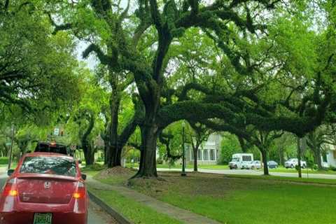 What defines an urban forest?